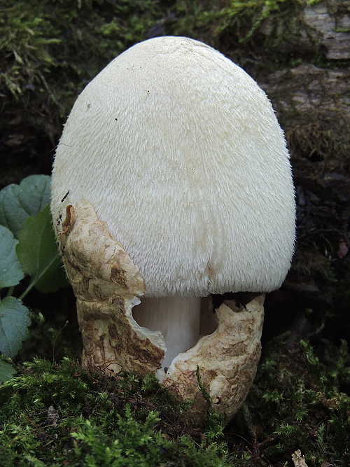 pošvovec stromový Volvariella bombycina (Schaeff.) Singer