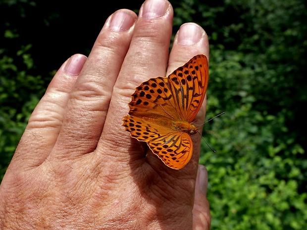 perlovcom stop !!! Argynnis paphia Linaeus,1758