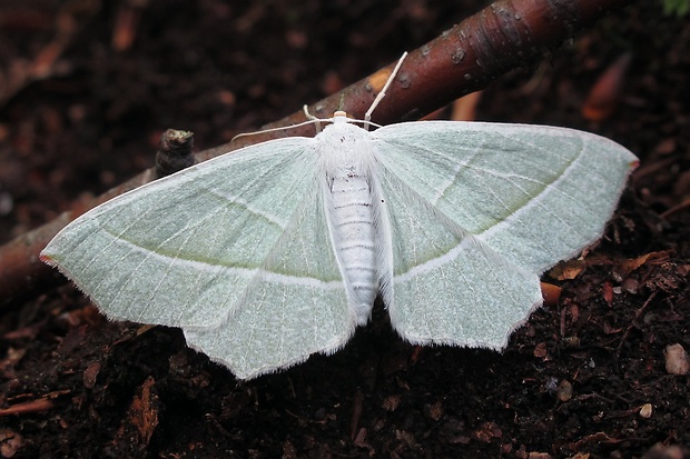 listnatka hrabová Campaea margaritaria Linnaeus, 1767