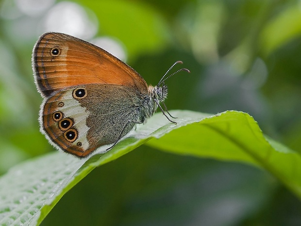 očkáň medničkový Coenonympha arcania