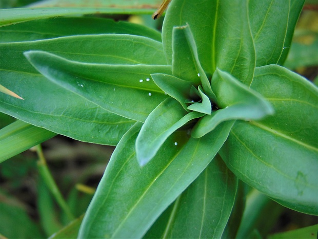 horec krížatý ? Gentiana cruciata L.