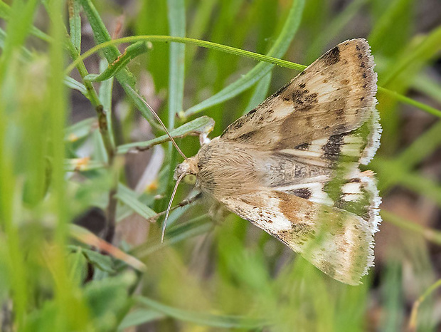 sivkavec štetkový  Heliothis viriplaca