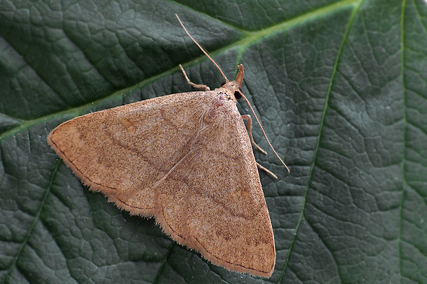 pamora hrabanková Paracolax tristalis