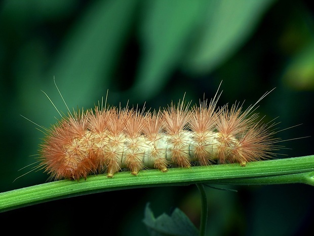 spriadač štiavcový (sk) / přástevník šťovíkový (cz) Phragmatobia fuliginosa Linnaeus,1758