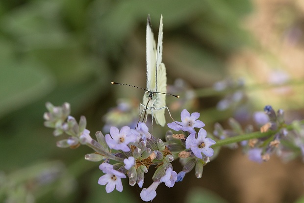 mlynárik repový Pieris rapae