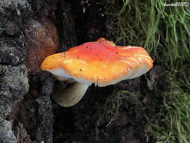 štítovka šarlátová Pluteus aurantiorugosus (Trog) Sacc.