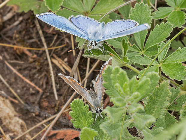 modráčik ďatelinový  Polyommatus bellargus