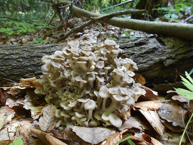 trúdnik klobúčkatý Polyporus umbellatus (Pers.) Fr.