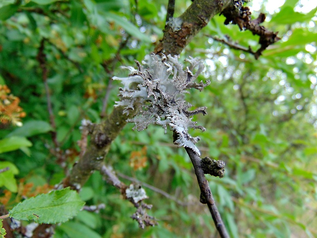 pakonárnik otrubový Pseudevernia furfuracea var. furfuracea (L.) Zopf