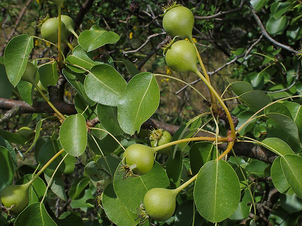 hruška planá Pyrus pyraster (L.) Burgsd.