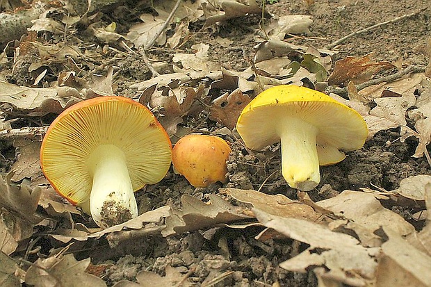 plávka zlatožltá Russula aurea Pers.