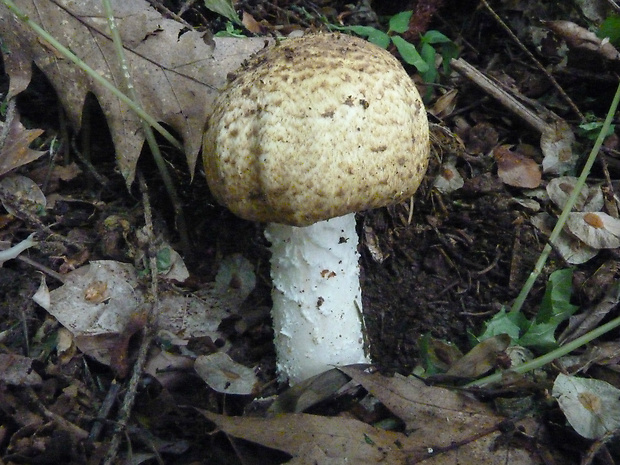 pečiarka obrovská Agaricus augustus Fr.