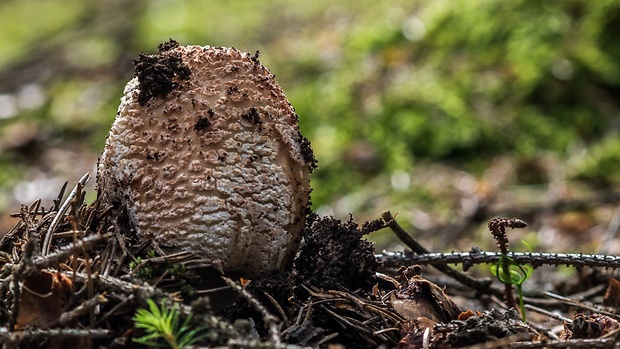 muchotrávka červenkastá Amanita rubescens Pers.