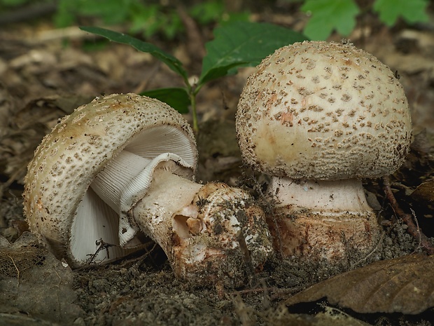 muchotrávka červenkastá Amanita rubescens Pers.