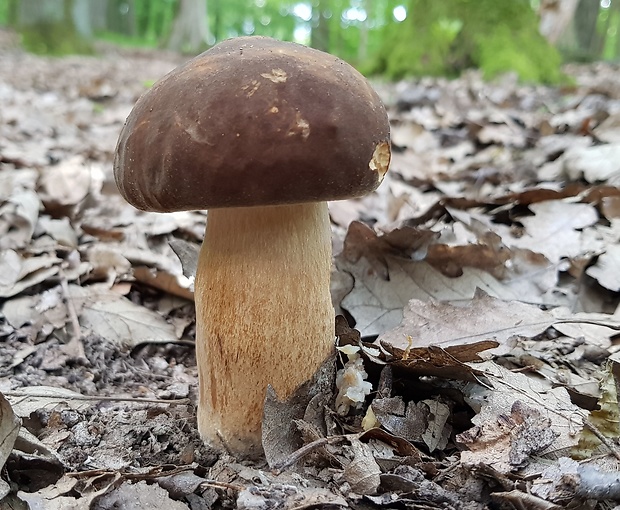 hríb bronzový Boletus aereus Bull. ex Fr.