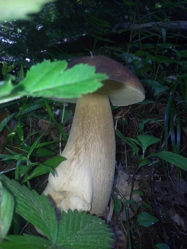 hríb dubový Boletus reticulatus Schaeff.