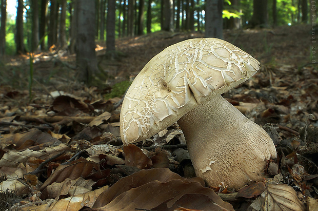 hríb dubový Boletus reticulatus Schaeff.