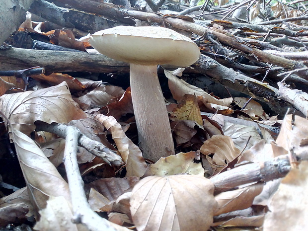 hríb dubový Boletus reticulatus Schaeff.