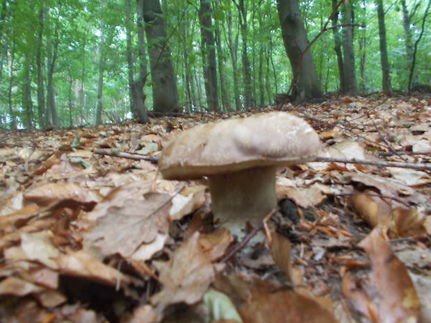 hríb dubový Boletus reticulatus Schaeff.