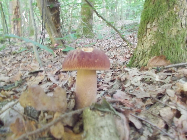 hríb dubový Boletus reticulatus Schaeff.