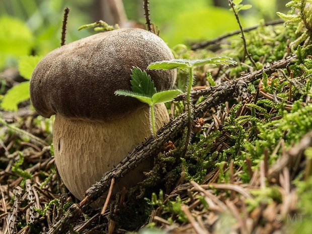 hríb dubový Boletus reticulatus Schaeff.