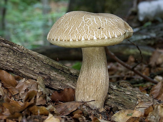 hríb dubový Boletus reticulatus Schaeff.