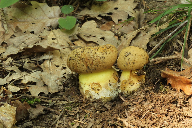 hríb horský Butyriboletus subappendiculatus (Dermek, Lazebn. & J. Veselský) D. Arora & J.L. Frank