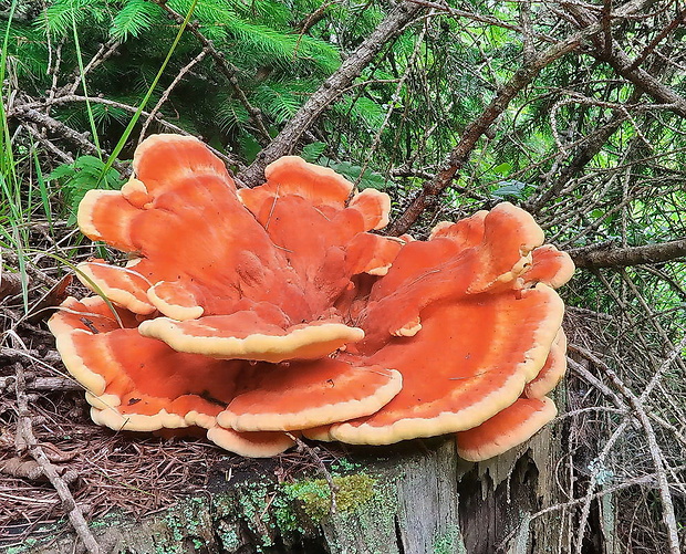 sírovec horský Laetiporus montanus Černý ex Tomšovský & Jankovský