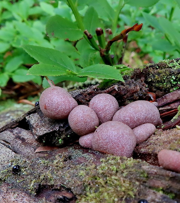 vlčinka Lycogala sp.