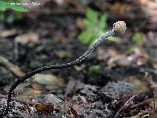 žezlovka bystrušková Ophiocordyceps entomorrhiza (Dicks.) G.H. Sung, J.M. Sung, Hywel-Jones & Spatafora