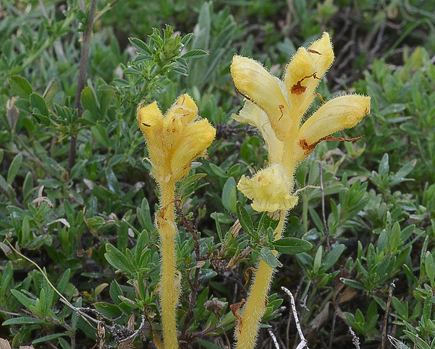 záraza biela Orobanche alba Willd.