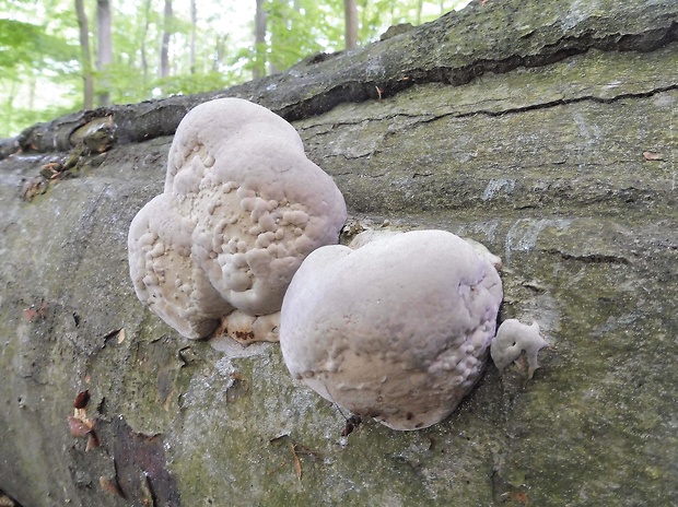 ohňovec Phellinus sp.