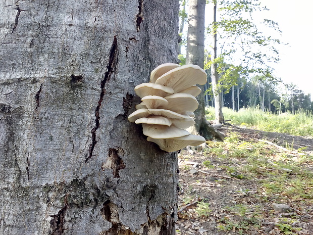 hliva buková Pleurotus pulmonarius (Fr.) Quél.