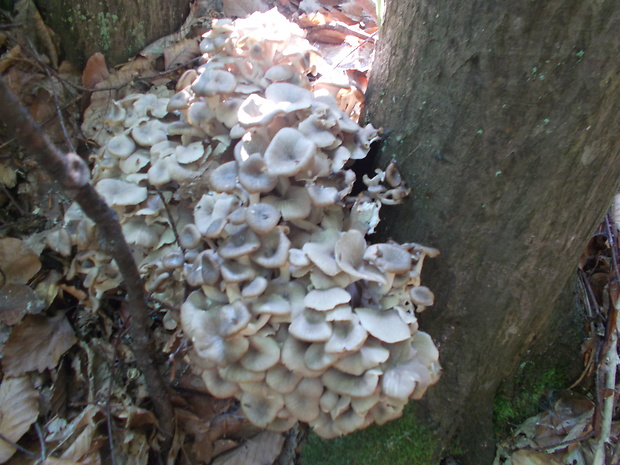 trúdnik klobúčkatý Polyporus umbellatus (Pers.) Fr.