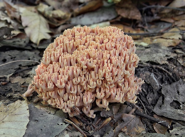 strapačka lososovoružová Ramaria subbotrytis (Coker) Corner