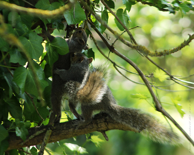 veverica sivá Sciurus carolinensis Gmelin, 1788