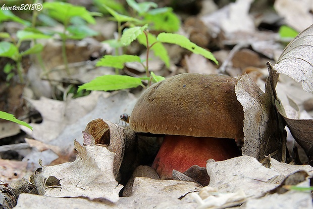 hríb zrnitohlúbikový Sutorius luridiformis (Rostk.) G. Wu & Zhu L. Yang