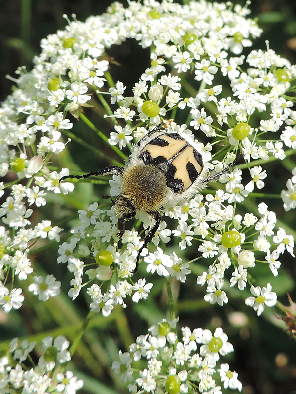 chlpáčik škvrnitý / zdobenec skvrnitý Trichius fasciatus Linnaeus, 1758