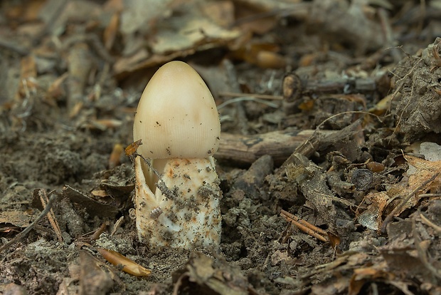 muchotrávka plavohnedá Amanita fulva Fr.