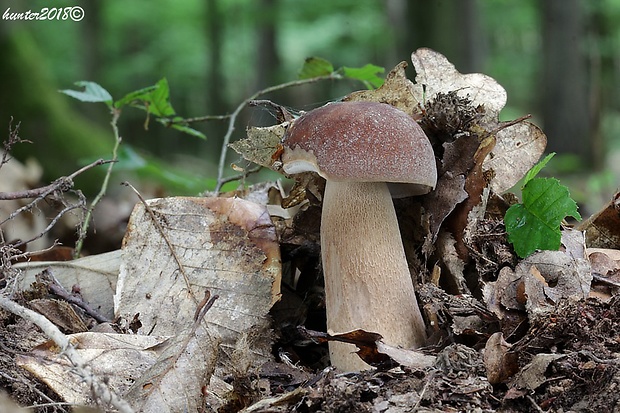 hríb dubový Boletus reticulatus Schaeff.