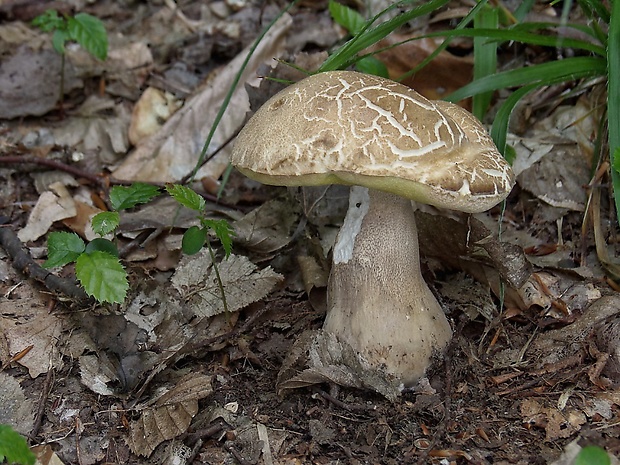 hríb dubový Boletus reticulatus Schaeff.