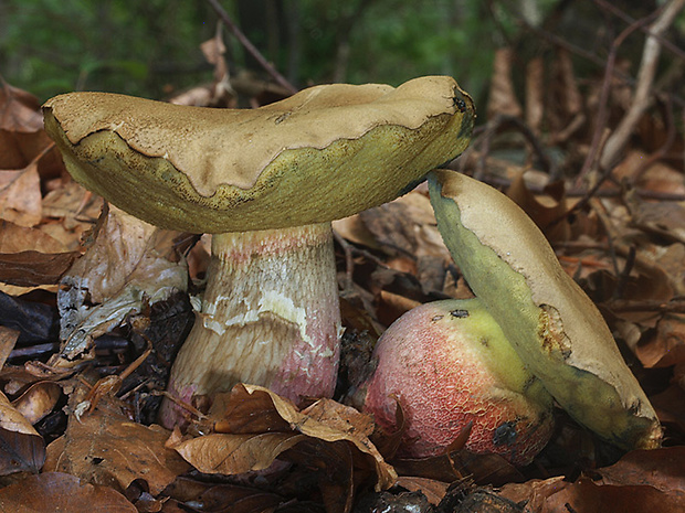 hríb červený Caloboletus calopus Fr.