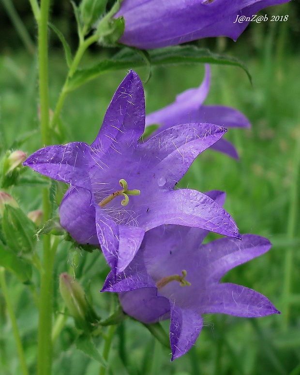 zvonček pŕhľavolistý Campanula trachelium L.