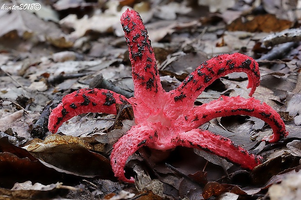 mrežovka kvetovitá Clathrus archeri (Berk.) Dring