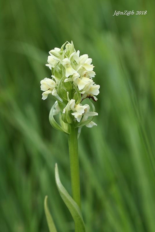 vstavačovec bledožltý Dactylorhiza ochroleuca (Wustnei ex Boll) Holub