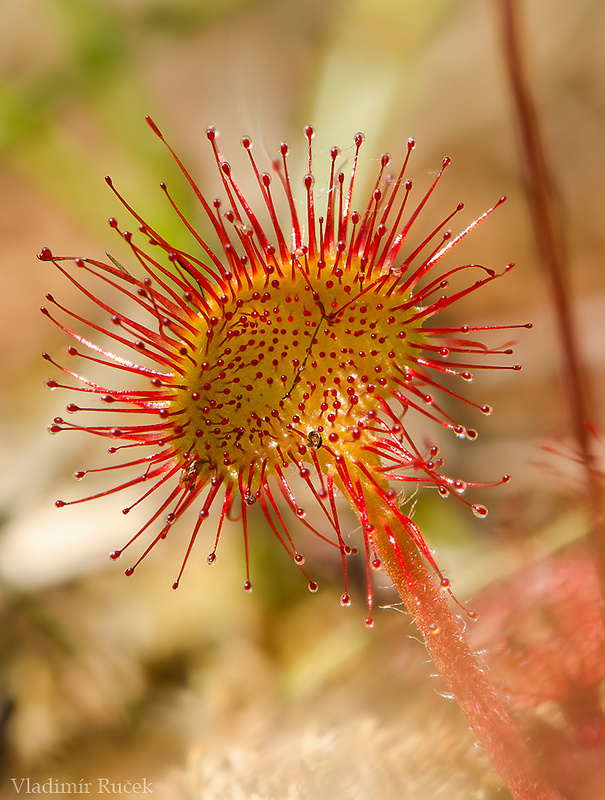 rosička okrúhlolistá Drosera rotundifolia L.