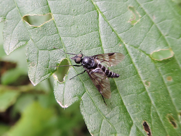 strehúň obrúbený / číhalka ♂ Ibisia marginata Fabricius, 1784