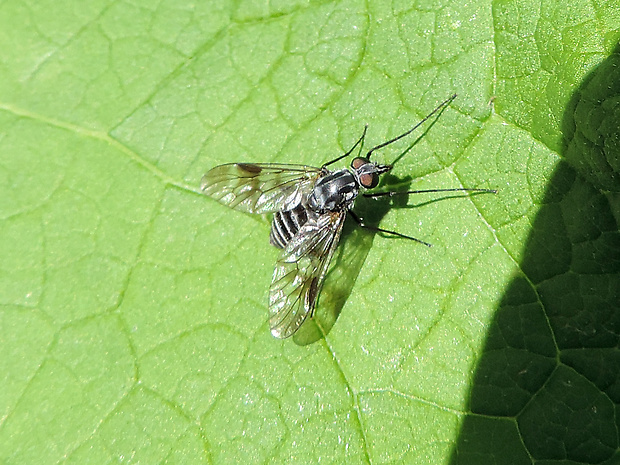 strehúň obrúbený  / číhalka ♀ Ibisia marginata Fabricius, 1781