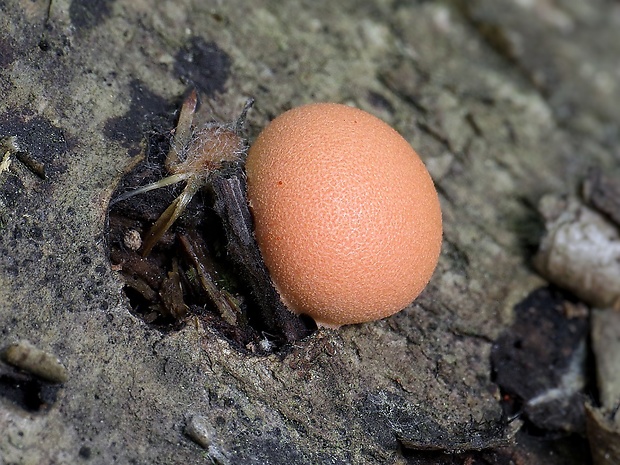 vlčinka Lycogala sp.