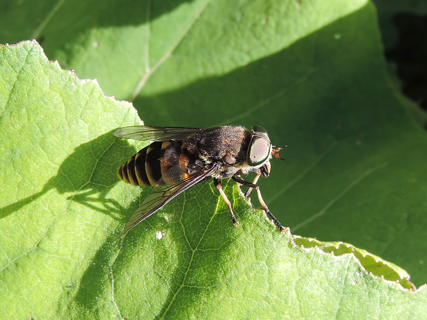 ovad / ovád ♀ Philipomyia aprica Meigen, 1820